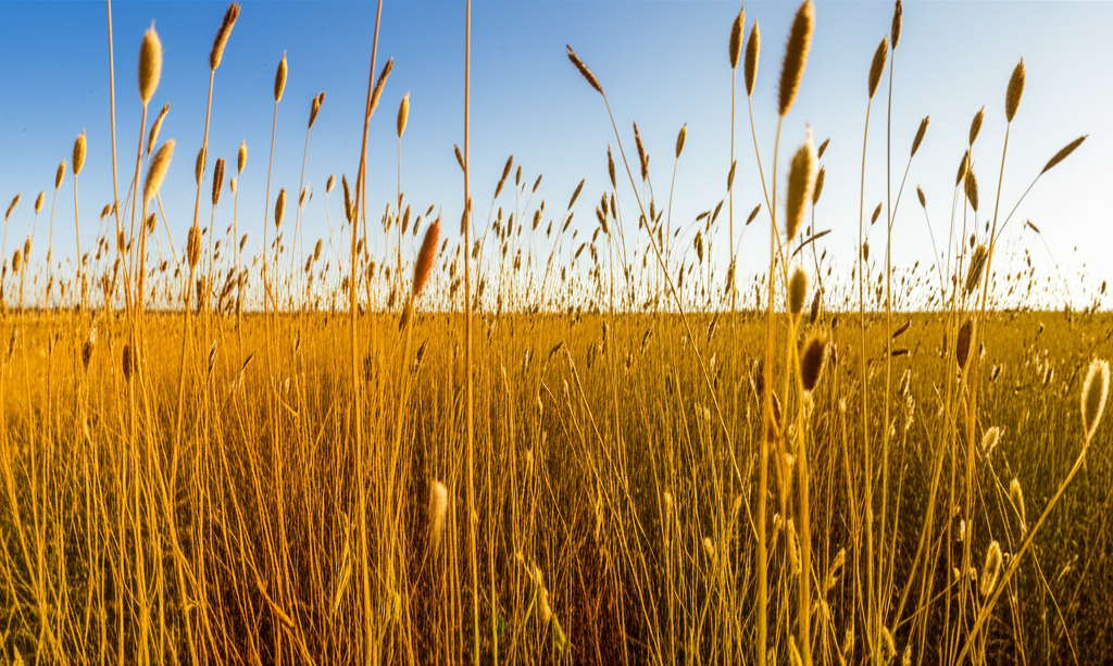 Psyllium: O Segredo Natural para Cabelos Fortes e Brilhantes