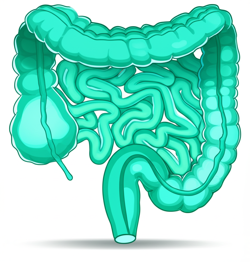 Ilustração de um intestino saudável, com fibras de Psyllium auxiliando no trânsito intestinal, em tons suaves e didáticos.